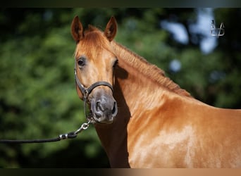 PRE Croisé, Jument, 4 Ans, 158 cm, Alezan