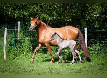 PRE Croisé, Jument, 4 Ans, 158 cm, Alezan
