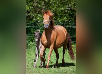 PRE Croisé, Jument, 4 Ans, 158 cm, Alezan