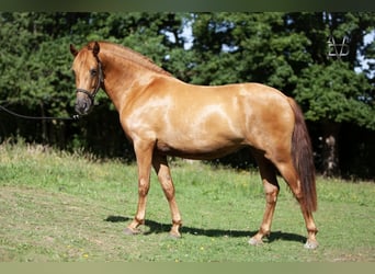PRE Croisé, Jument, 4 Ans, 158 cm, Alezan