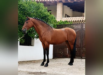 PRE, Jument, 4 Ans, 158 cm, Bai brun