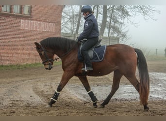 PRE Croisé, Jument, 4 Ans, 158 cm, Bai