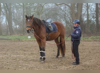 PRE Croisé, Jument, 4 Ans, 158 cm, Bai