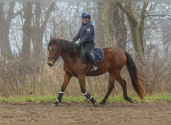 PRE Croisé, Jument, 4 Ans, 158 cm, Bai