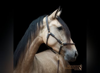 PRE Croisé, Jument, 4 Ans, 158 cm, Buckskin