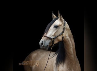 PRE Croisé, Jument, 4 Ans, 158 cm, Buckskin