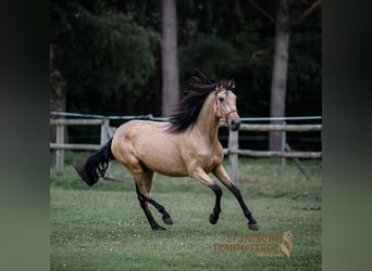 PRE Croisé, Jument, 4 Ans, 158 cm, Buckskin