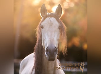 PRE Croisé, Jument, 4 Ans, 158 cm, Buckskin