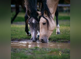 PRE Croisé, Jument, 4 Ans, 158 cm, Buckskin