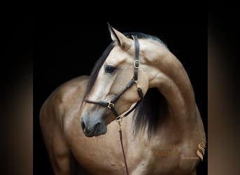 PRE Croisé, Jument, 4 Ans, 158 cm, Buckskin