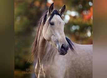 PRE Croisé, Jument, 4 Ans, 158 cm, Buckskin