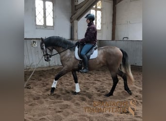 PRE Croisé, Jument, 4 Ans, 158 cm, Gris