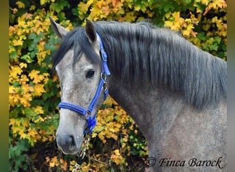 PRE Croisé, Jument, 4 Ans, 158 cm, Gris