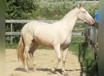 PRE, Jument, 4 Ans, 158 cm, Perlino