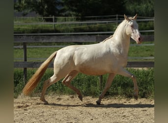 PRE, Jument, 4 Ans, 158 cm, Perlino