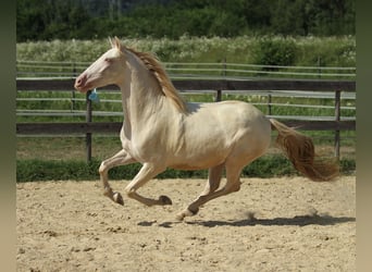 PRE, Jument, 4 Ans, 158 cm, Perlino