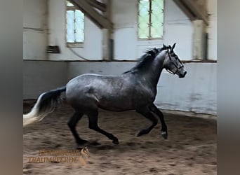 PRE Croisé, Jument, 4 Ans, 159 cm, Gris
