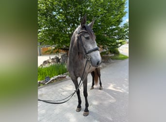 PRE, Jument, 4 Ans, 159 cm, Gris pommelé