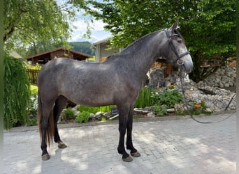 PRE, Jument, 4 Ans, 159 cm, Gris pommelé