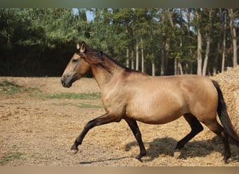 PRE Croisé, Jument, 4 Ans, 159 cm, Isabelle