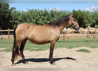 PRE Croisé, Jument, 4 Ans, 159 cm, Isabelle