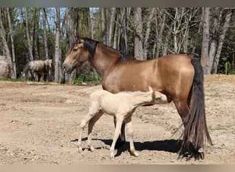 PRE Croisé, Jument, 4 Ans, 159 cm, Isabelle