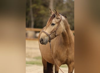 PRE Croisé, Jument, 4 Ans, 159 cm, Isabelle