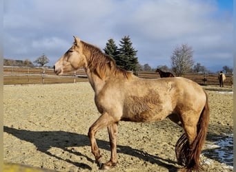 PRE, Jument, 4 Ans, 159 cm, Perle
