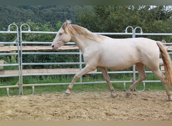 PRE Croisé, Jument, 4 Ans, 159 cm, Perlino