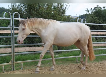 PRE Croisé, Jument, 4 Ans, 159 cm, Perlino