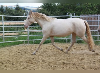 PRE Croisé, Jument, 4 Ans, 159 cm, Perlino