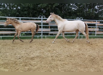 PRE Croisé, Jument, 4 Ans, 159 cm, Perlino