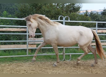 PRE Croisé, Jument, 4 Ans, 159 cm, Perlino