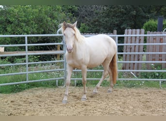 PRE Croisé, Jument, 4 Ans, 159 cm, Perlino