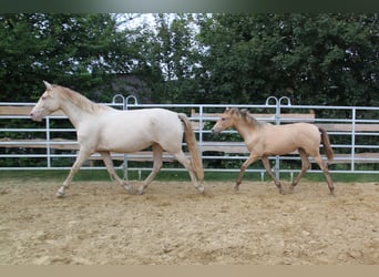 PRE Croisé, Jument, 4 Ans, 159 cm, Perlino