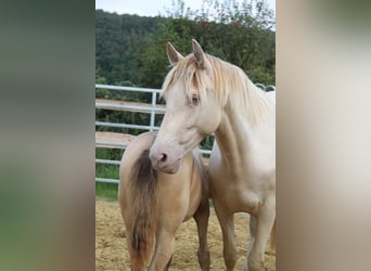 PRE Croisé, Jument, 4 Ans, 159 cm, Perlino