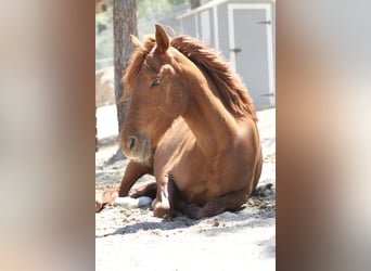 PRE Croisé, Jument, 4 Ans, 160 cm, Alezan