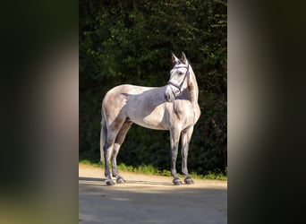 PRE, Jument, 4 Ans, 160 cm, Aubère