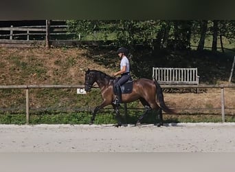PRE Croisé, Jument, 4 Ans, 160 cm, Bai