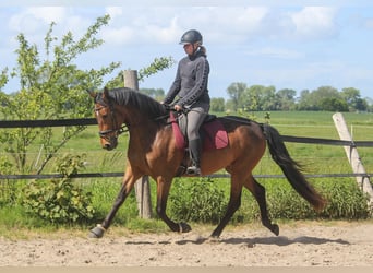 PRE Croisé, Jument, 4 Ans, 160 cm, Bai