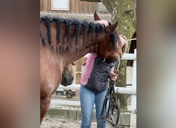 PRE, Jument, 4 Ans, 160 cm, Bai