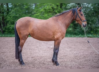 PRE, Jument, 4 Ans, 160 cm, Bai