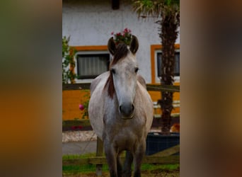 PRE, Jument, 4 Ans, 160 cm, Gris pommelé