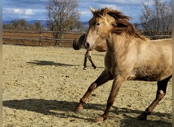 PRE Croisé, Jument, 4 Ans, 160 cm, Perle