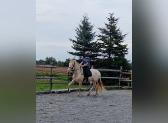 PRE Croisé, Jument, 4 Ans, 160 cm, Perlino