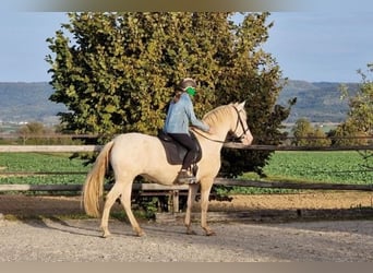 PRE Croisé, Jument, 4 Ans, 160 cm, Perlino