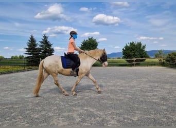 PRE Croisé, Jument, 4 Ans, 160 cm, Perlino