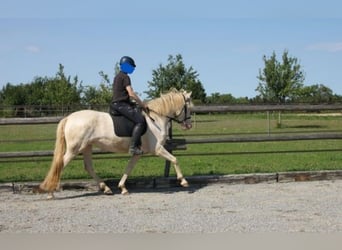 PRE Croisé, Jument, 4 Ans, 160 cm, Perlino