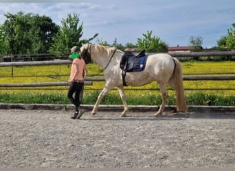 PRE Croisé, Jument, 4 Ans, 160 cm, Perlino