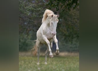 PRE Croisé, Jument, 4 Ans, 160 cm, Perlino